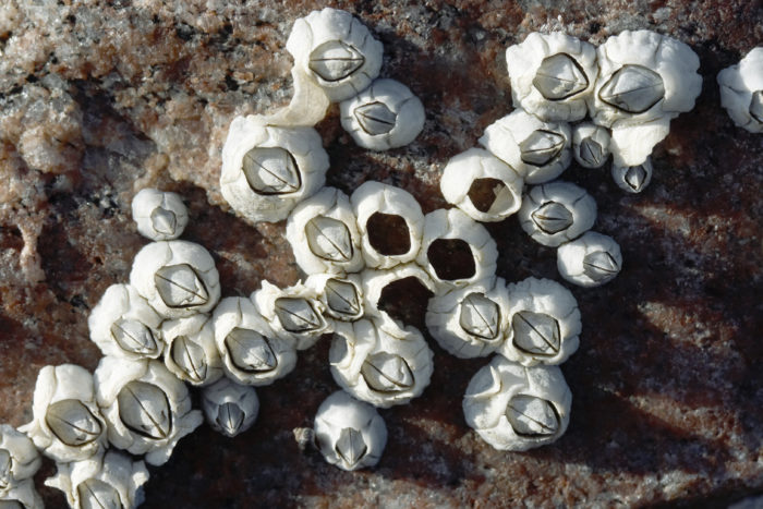 Sea acorn colony on a stone